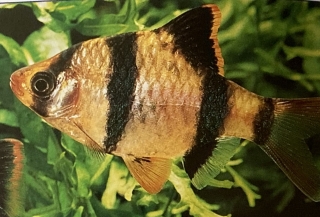 Puntius tétrazona ou barbus de Sumatra mâle